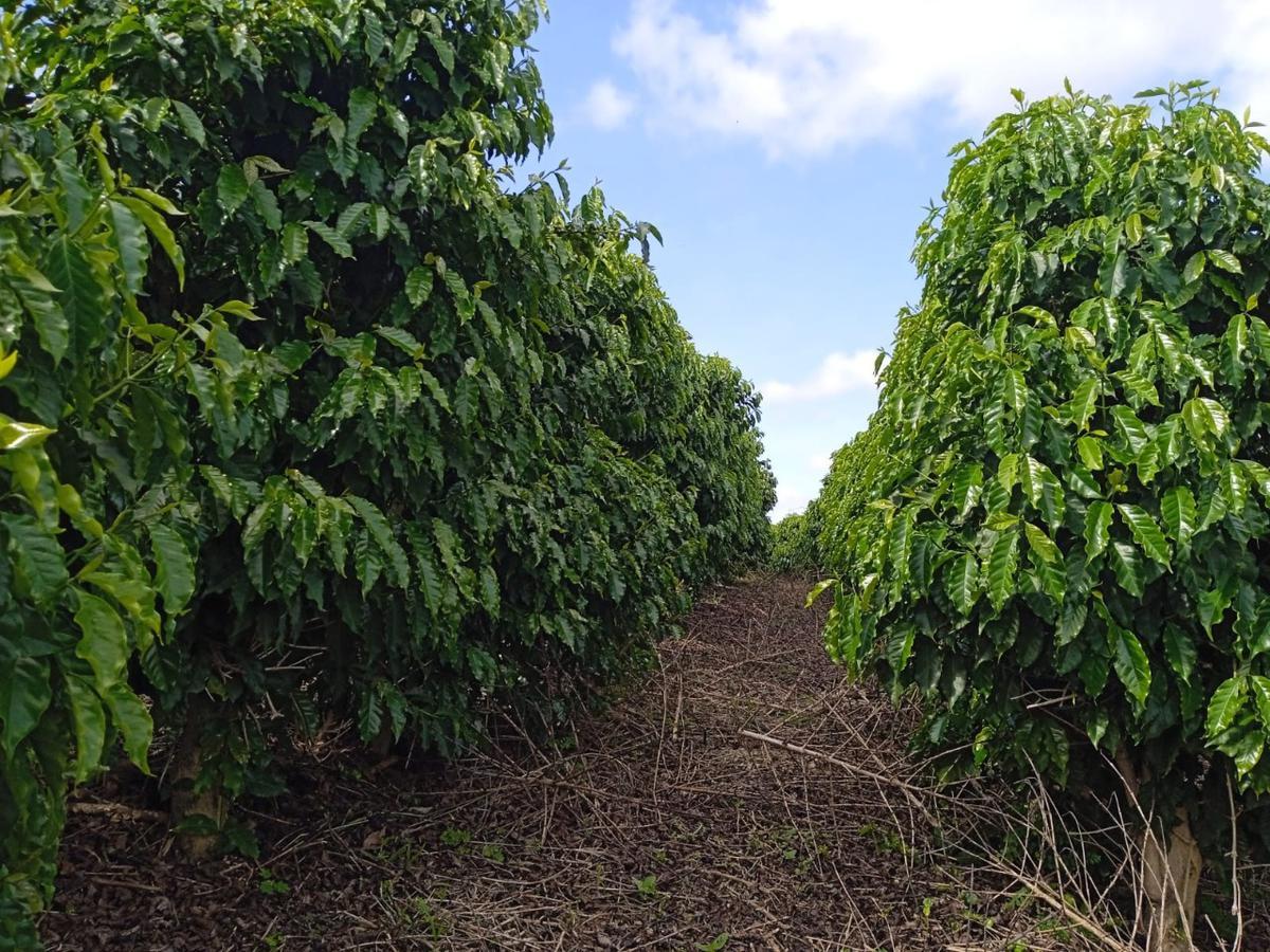 Fazenda, Zona Rural, 0 Quarto, 0 Vaga