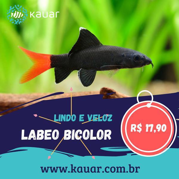 Os Peixes Mais Felizes e Saudáveis Para Seu Aquário Você Encontra Na Kauar!