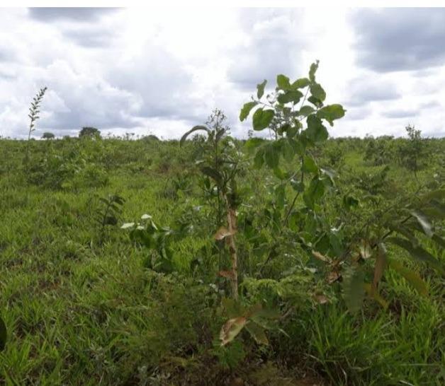 Fazenda, Zona Rural, 0 Quarto, 0 Vaga