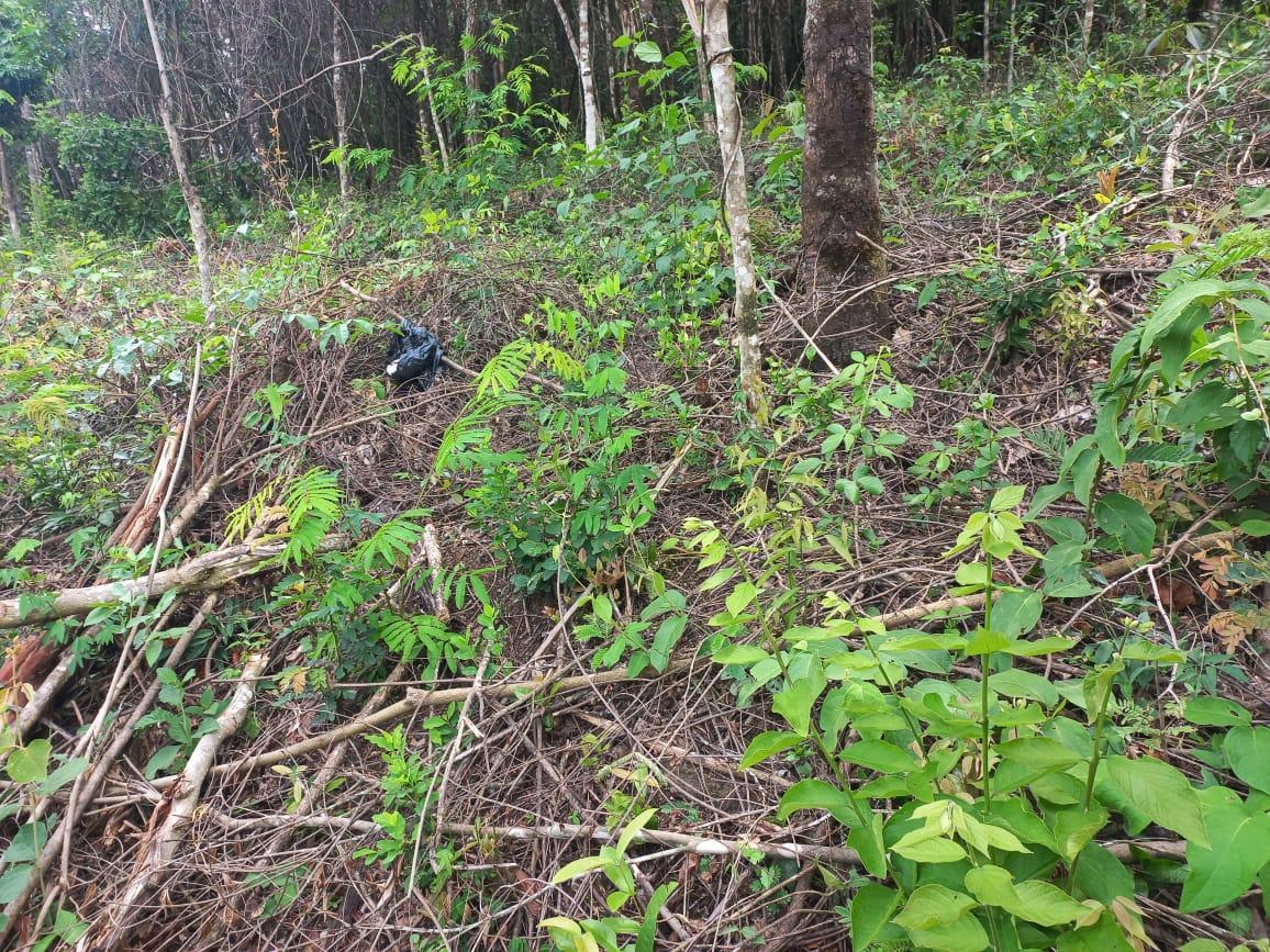 Lote, Gentileza, 0 Quarto, 0 Vaga