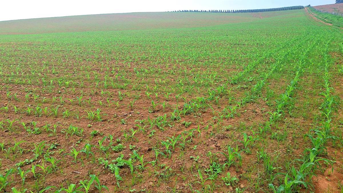 Fazenda, Zona Rural, 3 Quartos, 0 Vaga