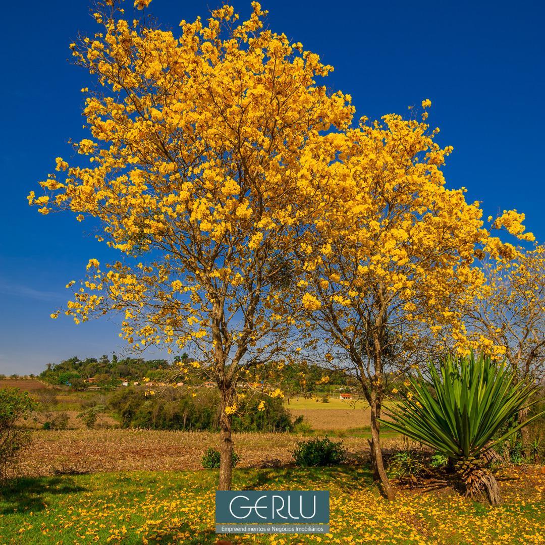 Lote, Saraiva, 0 Quarto, 0 Vaga