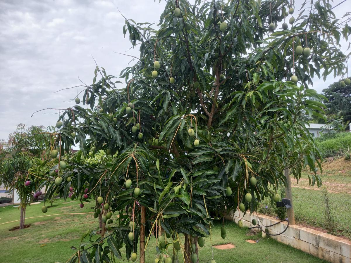 Fazenda, Serra Morena, 3 Quartos, 10 Vagas, 1 Suíte