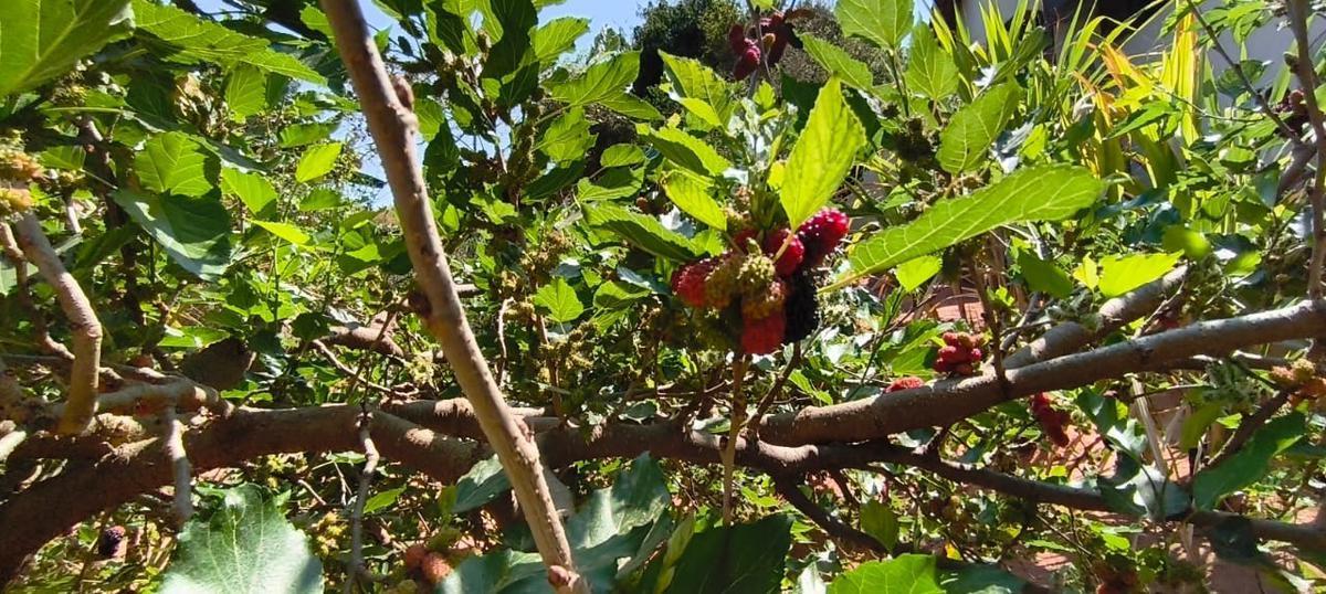 Lote, São Bernardo, 0 Quarto, 0 Vaga