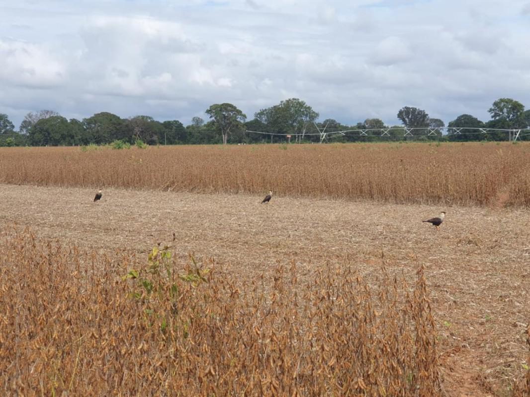 Fazenda, Centro, 0 Quarto, 0 Vaga