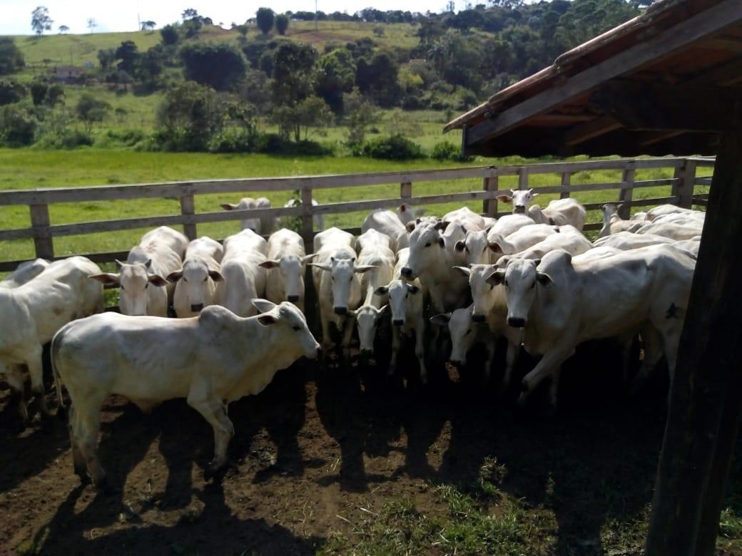 Fazenda, Centro, 1 Quarto, 1 Vaga, 1 Suíte