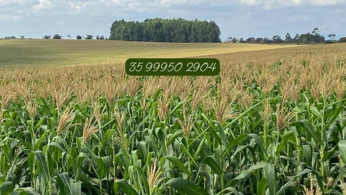 Fazenda, Zona Rural, 0 Quarto, 0 Vaga