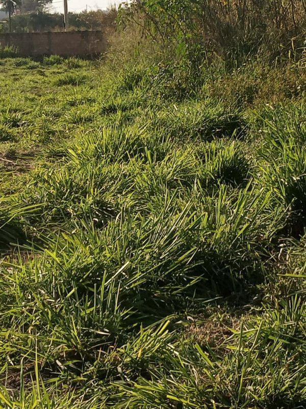 Lote, Bandeirinhas, 0 Quarto, 0 Vaga