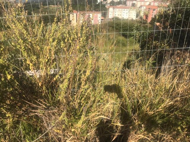 Lote, Jardim Vitória, 0 Quarto, 0 Vaga