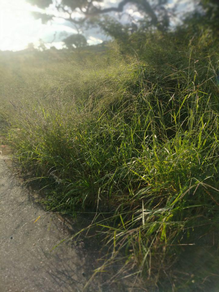 Lote, Zona Rural, 0 Quarto, 0 Vaga