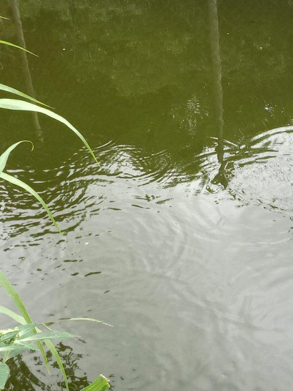 Fazenda, Jardim Rosario, 4 Quartos, 20 Vagas, 1 Suíte
