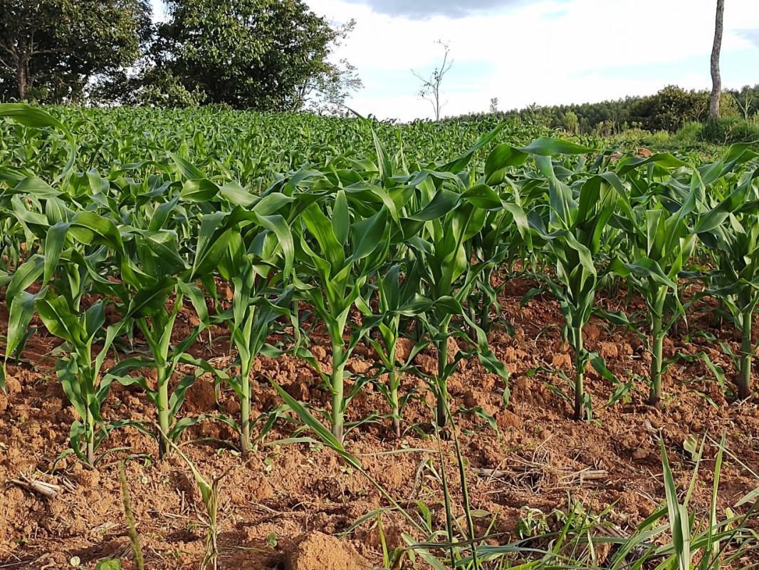 Fazenda, Zona Rural, 4 Quartos, 2 Vagas