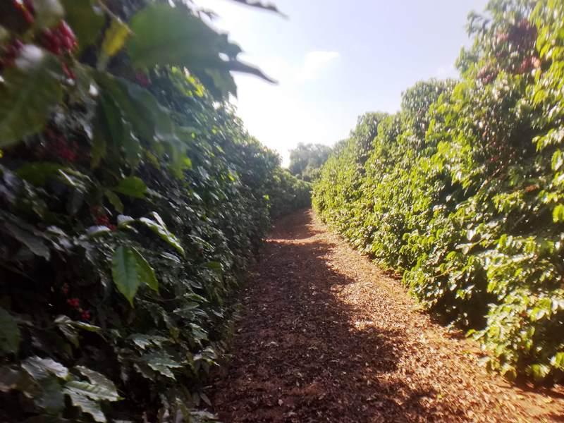 Fazenda, Zona Rural, 0 Quarto, 0 Vaga