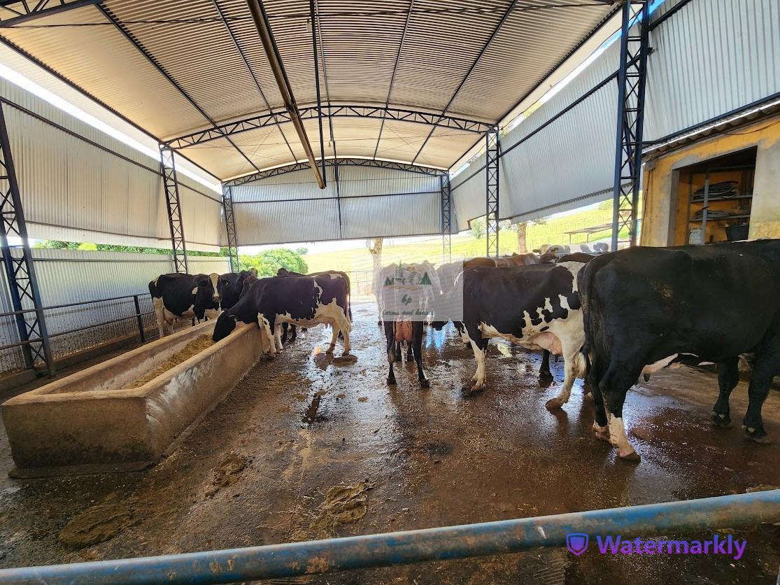 Fazenda, Centro, 6 Quartos, 4 Vagas, 1 Suíte