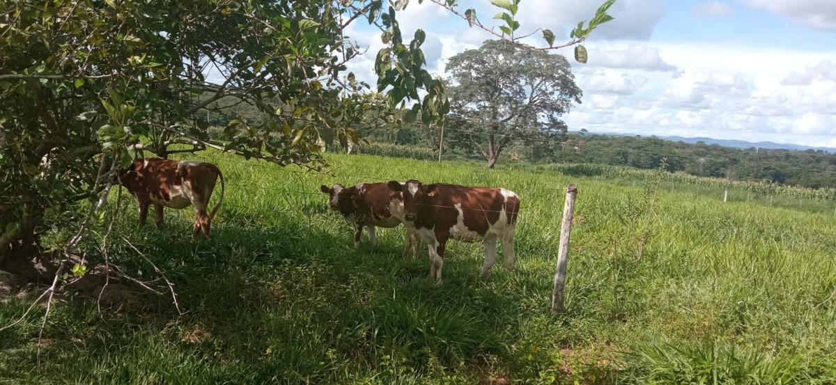 Fazenda, Zona Rural, 0 Quarto, 0 Vaga