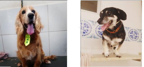 Banho e Tosa a Domicilio