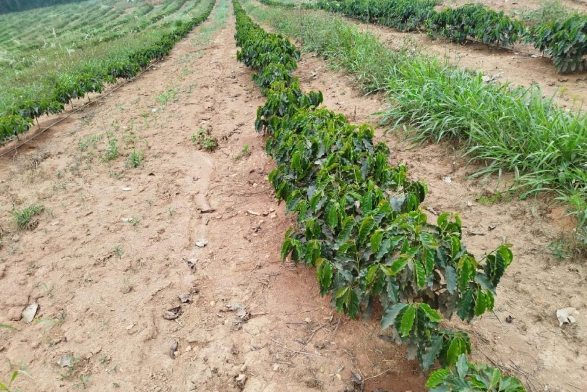 Fazenda, Zona Rural, 0 Quarto, 0 Vaga