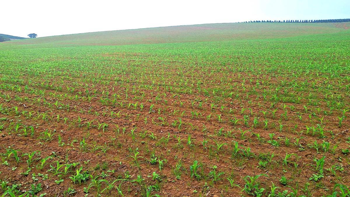 Fazenda, Zona Rural, 3 Quartos, 0 Vaga