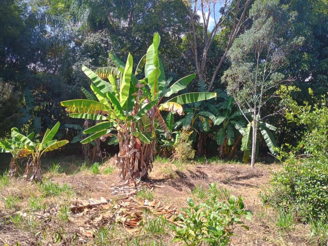 Fazenda, Centro, 0 Quarto, 0 Vaga