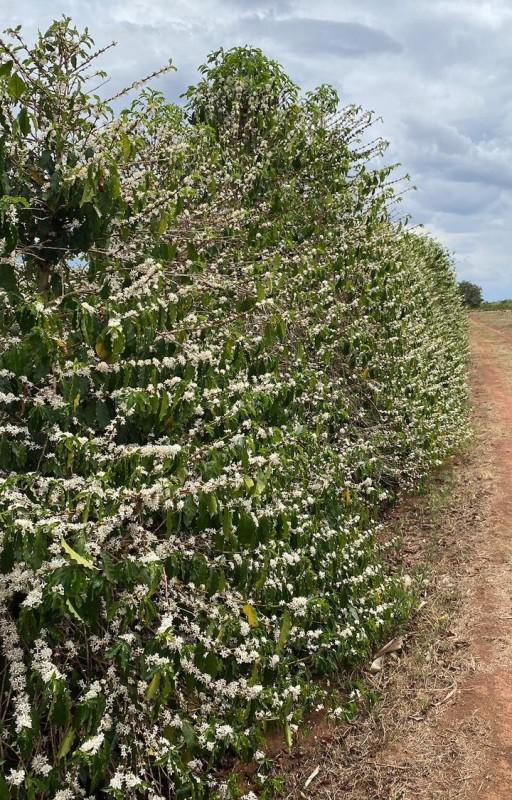Fazenda, Zona Rural, 0 Quarto, 0 Vaga
