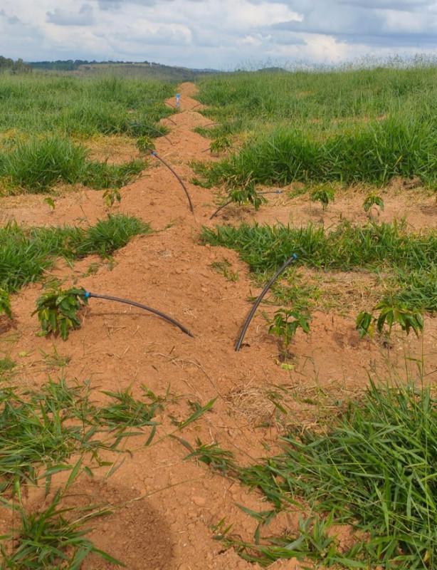 Fazenda, Zona Rural, 0 Quarto, 0 Vaga