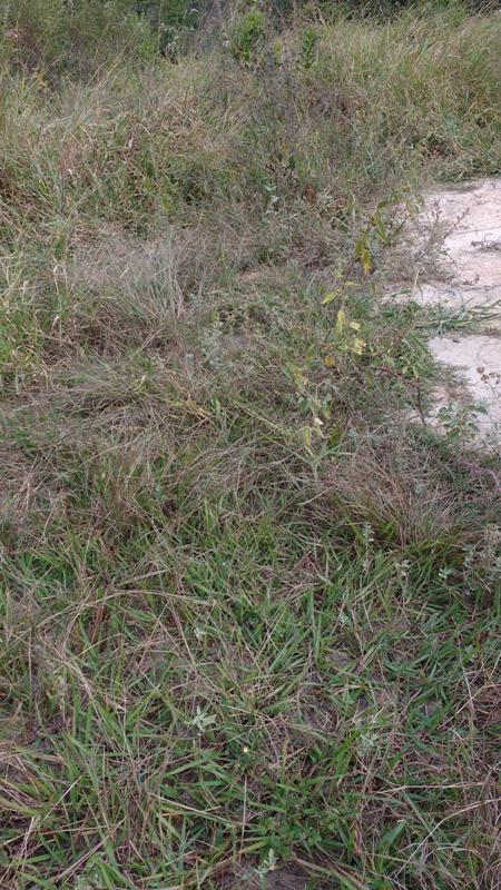 Lote, Centro, 0 Quarto, 1 Vaga