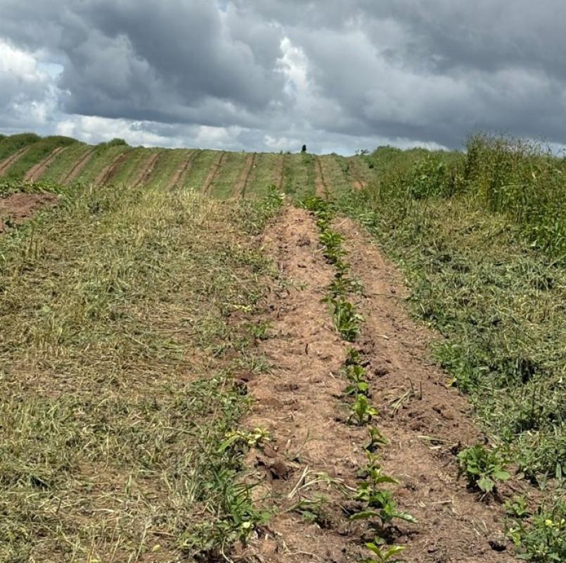 Fazenda, Zona Rural, 0 Quarto, 0 Vaga
