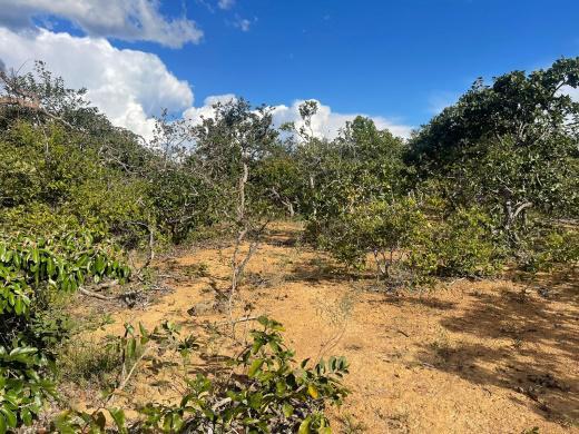 Lote, São Jose de Almeida, 0 Quarto, 0 Vaga