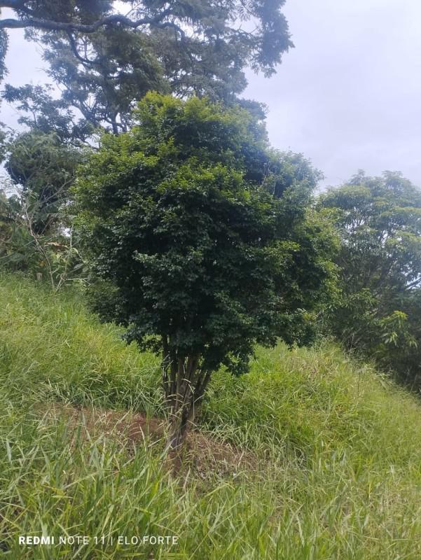 Fazenda, Centro, 0 Quarto, 0 Vaga