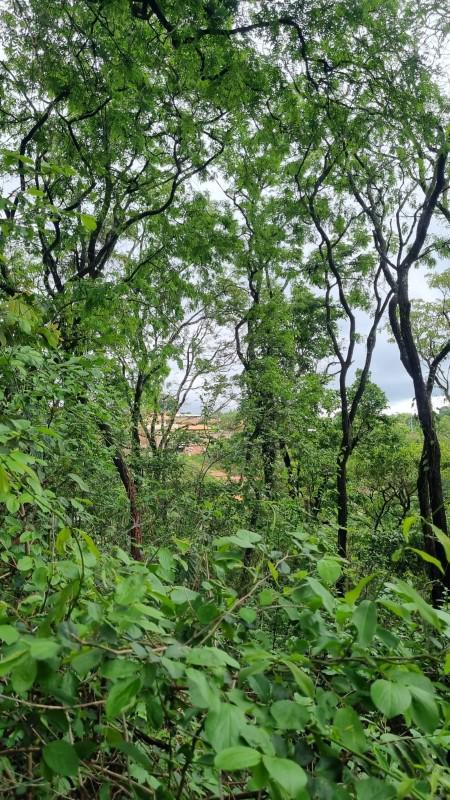 Fazenda, Centro, 0 Quarto, 0 Vaga