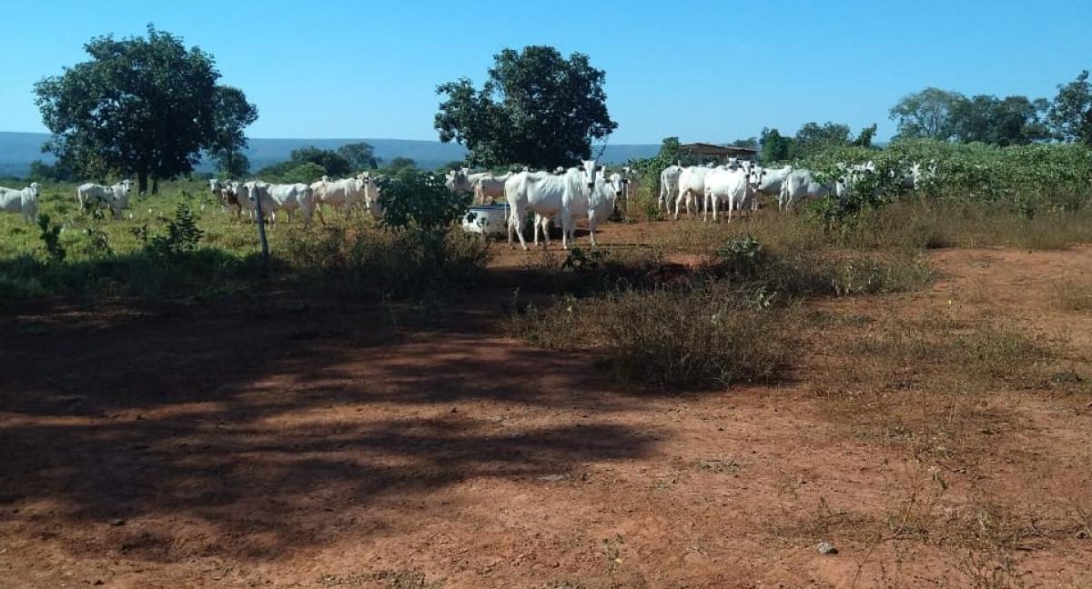 Fazenda, Zona Rural, 0 Quarto, 0 Vaga