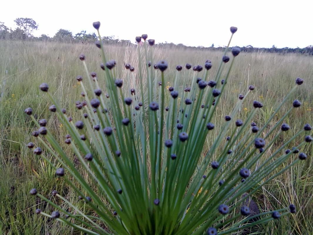 Fazenda, Zona Rural, 0 Quarto, 1 Vaga