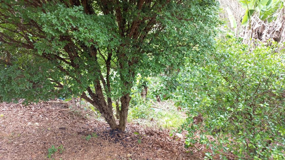 Fazenda, Zona Rural, 0 Quarto, 0 Vaga