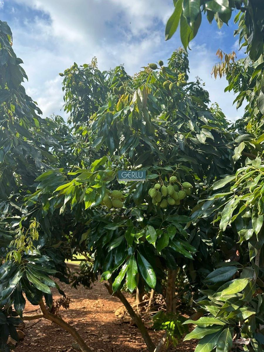 Rural, Centro, 5 Quartos, 10 Vagas, 2 Suítes