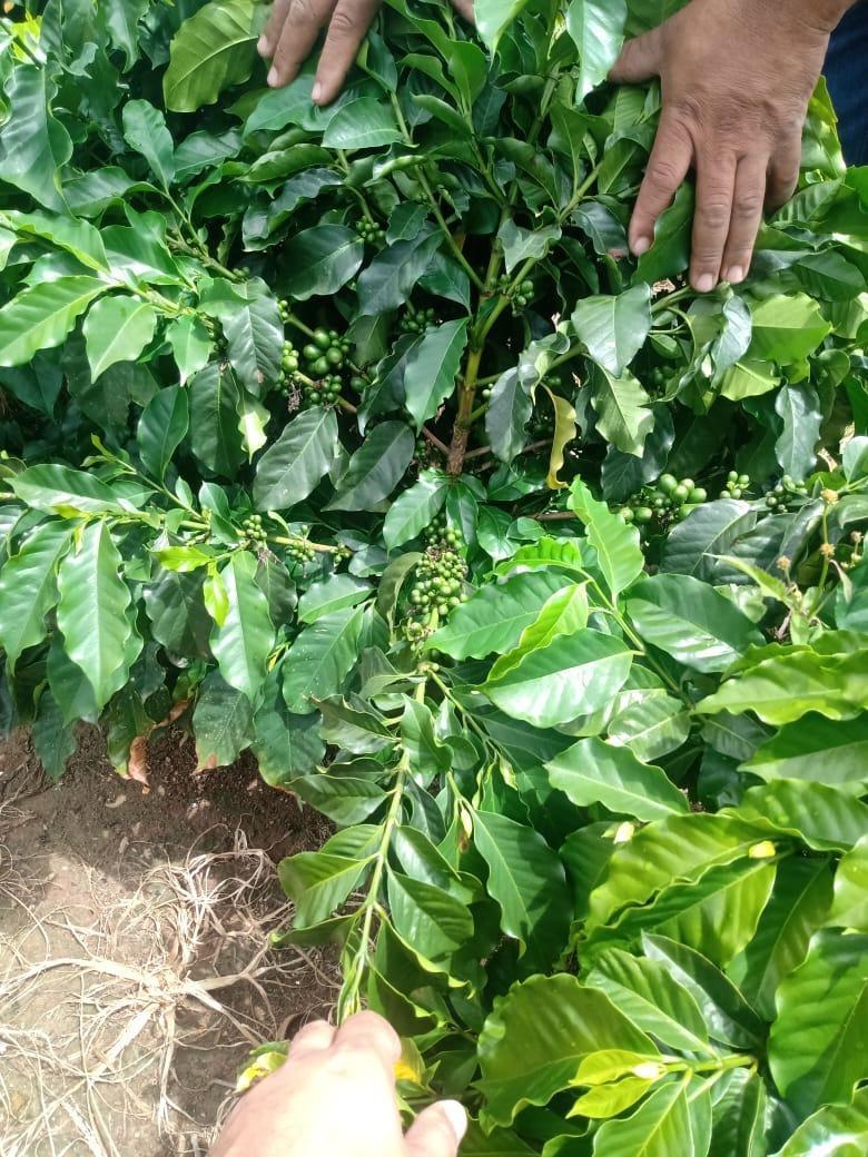Fazenda, São Sebastião da Estrela, 1 Quarto, 1 Vaga, 1 Suíte