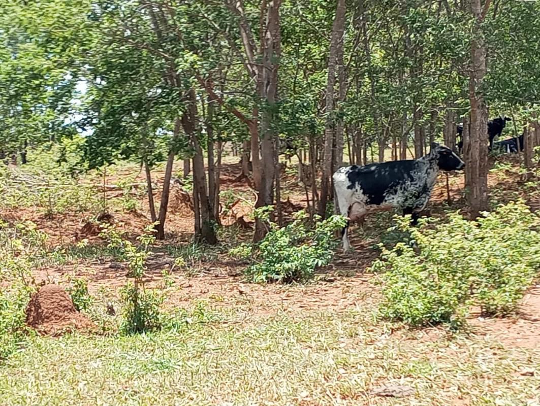 Fazenda, Centro, 0 Quarto, 0 Vaga