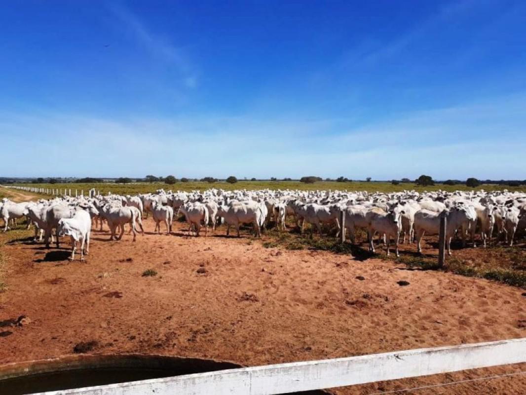 Fazenda, Centro, 0 Quarto, 0 Vaga