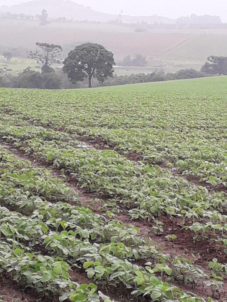 Fazenda, Centro, 1 Quarto, 1 Vaga, 1 Suíte