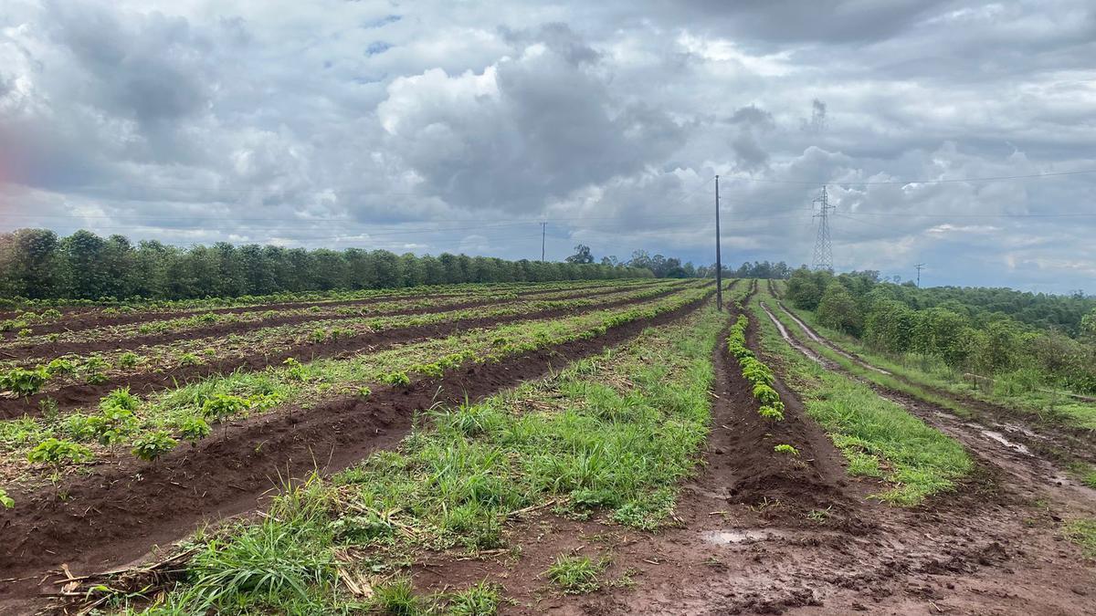 Fazenda, Zona Rural, 0 Quarto, 0 Vaga