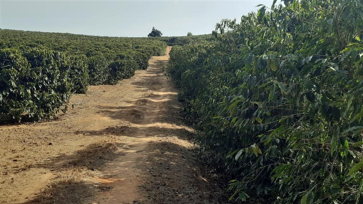 Fazenda, Centro, 1 Quarto, 1 Vaga, 1 Suíte