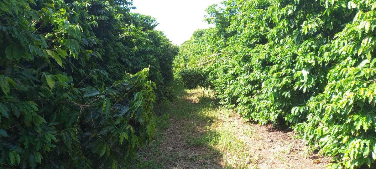 Fazenda, Zona Rural, 3 Quartos, 0 Vaga