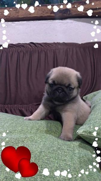 Fihlote de Pug