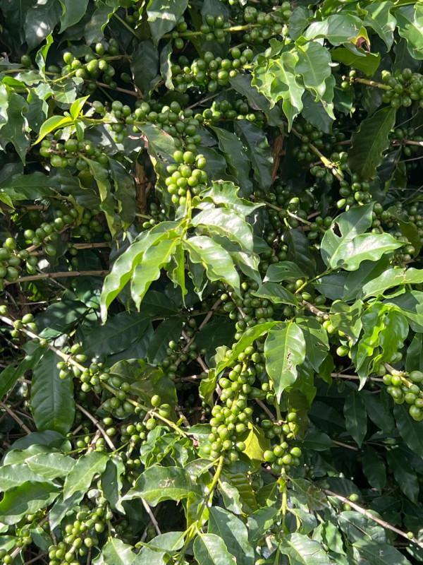 Fazenda, Zona Rural, 0 Quarto, 0 Vaga