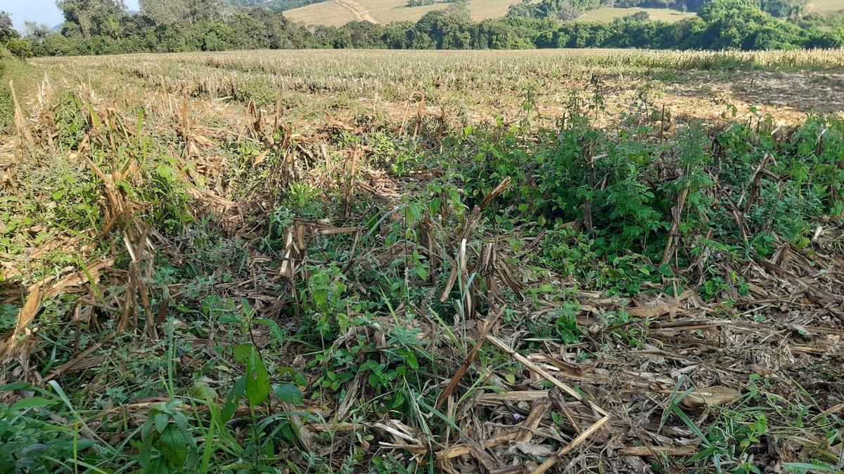 Fazenda, Centro, 1 Quarto, 0 Vaga