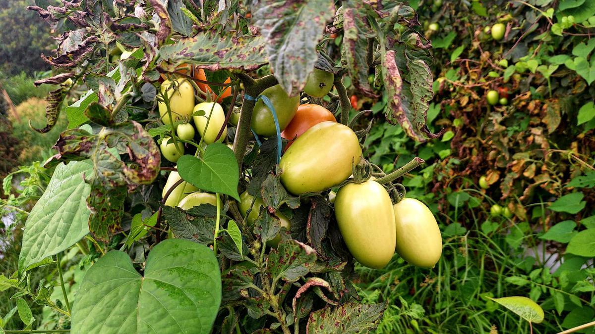 Fazenda, Zona Rural, 3 Quartos, 0 Vaga
