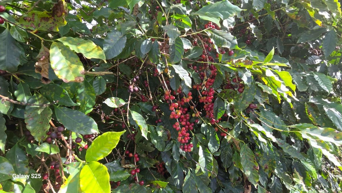 Fazenda, Zona Rural, 0 Quarto, 0 Vaga