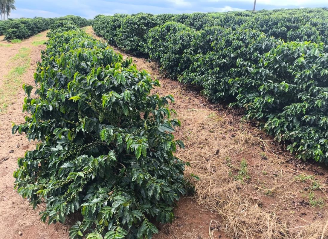 Fazenda, Zona Rural, 0 Quarto, 0 Vaga