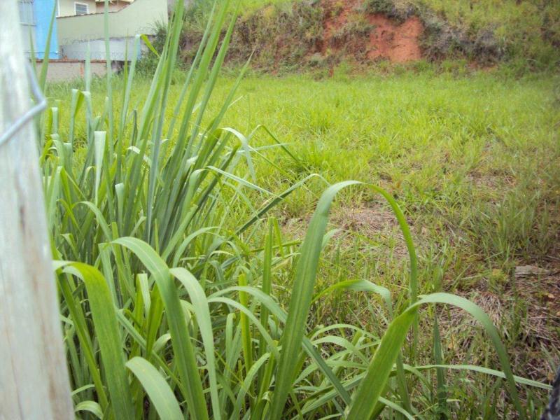 Lote, Planalto