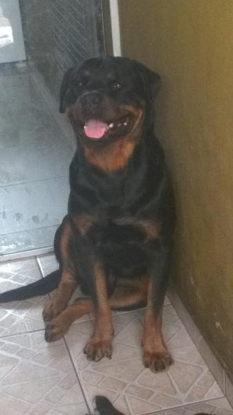 rottweiler Com Pedigree Macho