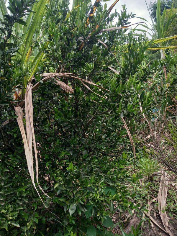 Fazenda, Jardim Rosario, 4 Quartos, 20 Vagas, 1 Suíte